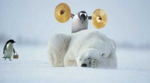 Polar Bear Cymbals