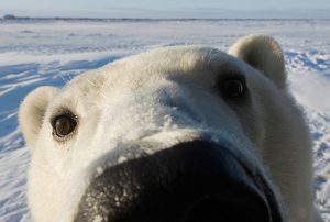 bear-polarbears-intl